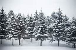 evergreen trees in snow.jpg